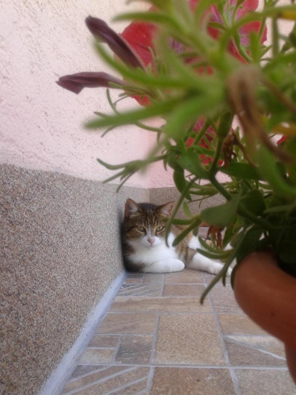 Guest House Mila Plitvicki Ljeskovac Dış mekan fotoğraf